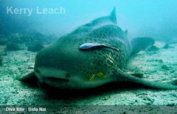 Dive Site Bida Nai