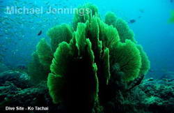 Dive Site Koh Tachai