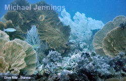 Dive Site Sea Fan Forest