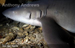 Dive Site Shark Cave